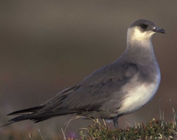 Хайлгана (Годон хайлгана)